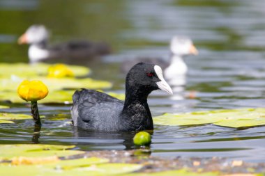 2025 gölündeki ördekler