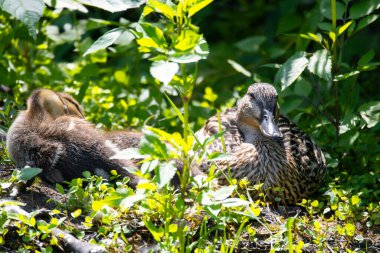 2025 gölündeki ördekler