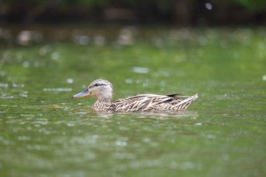 2025 gölündeki ördekler