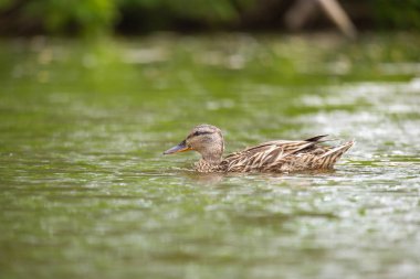 2025 gölündeki ördekler