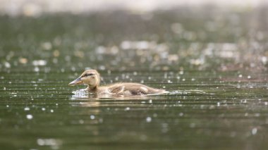 2025 gölündeki ördekler