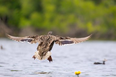 2025 gölündeki ördekler