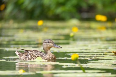 2025 gölündeki ördekler