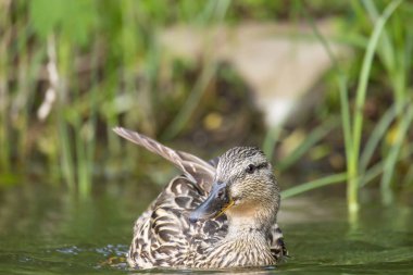 2025 gölündeki ördekler
