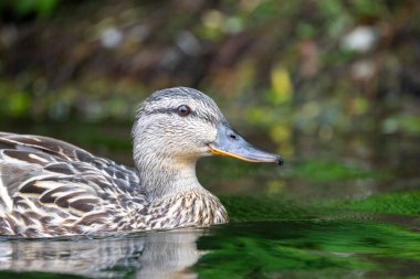 2025 gölündeki ördekler