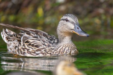 2025 gölündeki ördekler