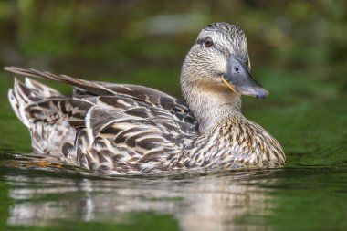 2025 gölündeki ördekler