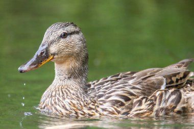 2025 gölündeki ördekler
