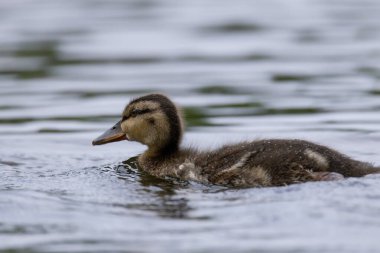 2025 gölündeki ördekler
