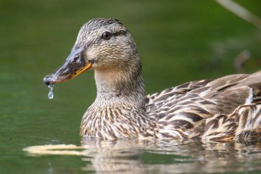 2025 gölündeki ördekler