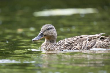 2025 gölündeki ördekler