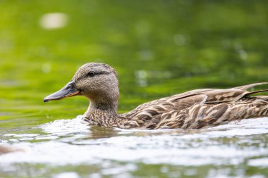 2025 gölündeki ördekler