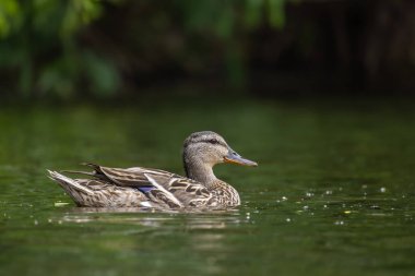 2025 gölündeki ördekler