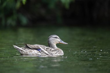 2025 gölündeki ördekler