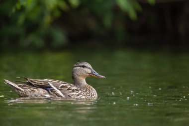 2025 gölündeki ördekler