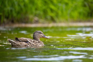 2025 gölündeki ördekler