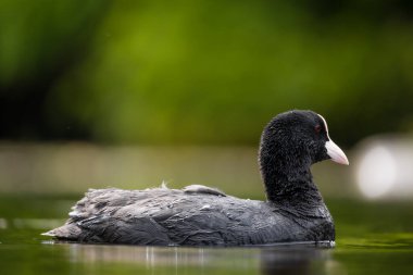 2025 gölündeki ördekler