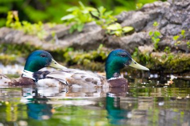 2025 gölündeki ördekler
