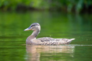 2025 gölündeki ördekler