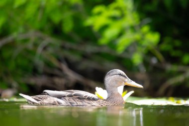 2025 gölündeki ördekler
