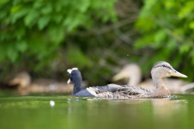 2025 gölündeki ördekler