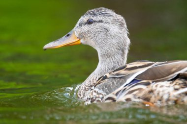 2025 gölündeki ördekler