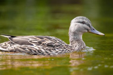 2025 gölündeki ördekler