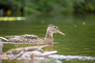 2025 gölündeki ördekler