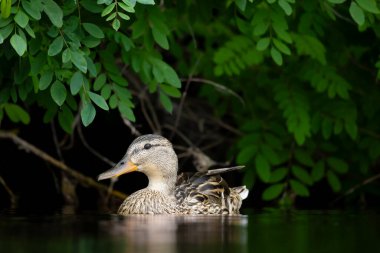 2025 gölündeki ördekler