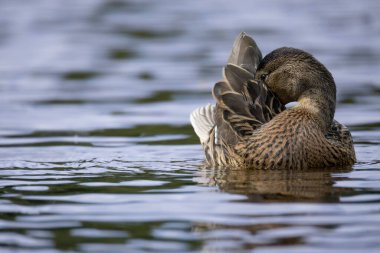 2025 gölündeki ördekler