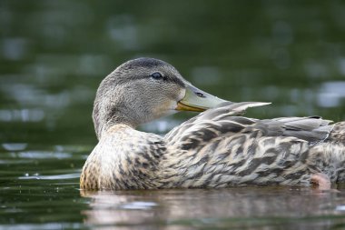 2025 gölündeki ördekler