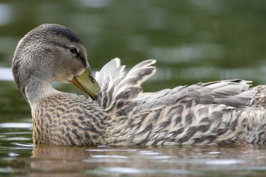 2025 gölündeki ördekler