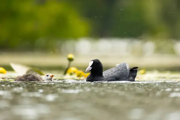 2025 gölündeki ördekler