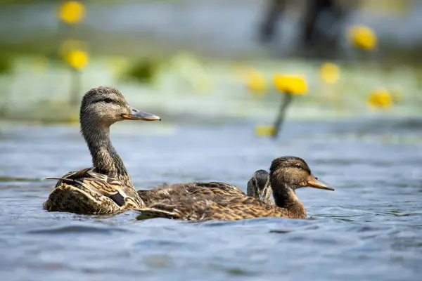 2025 gölündeki ördekler