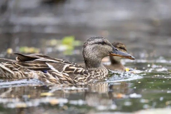 2025 gölündeki ördekler