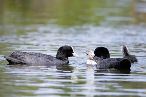 2025 gölündeki ördekler