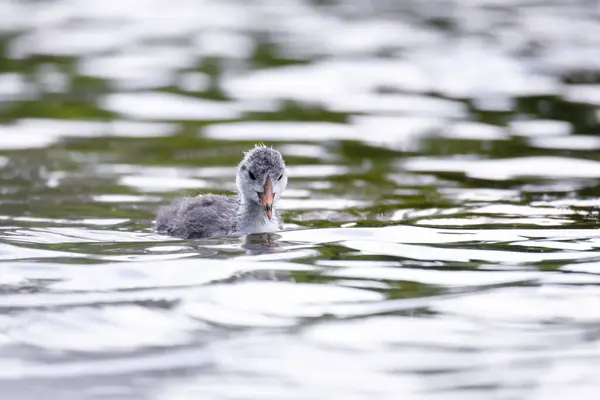 2025 gölündeki ördekler