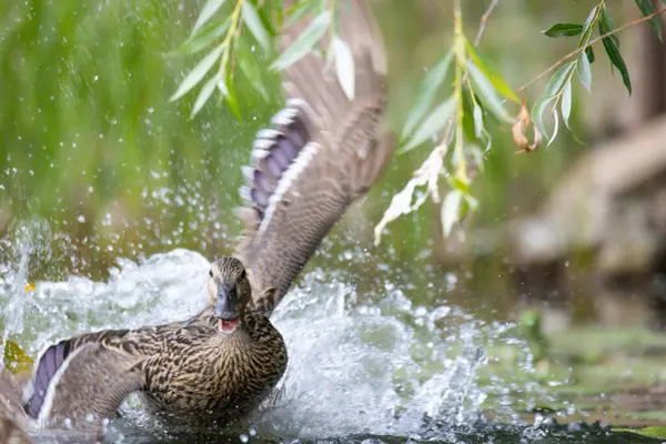 2025 gölündeki ördekler