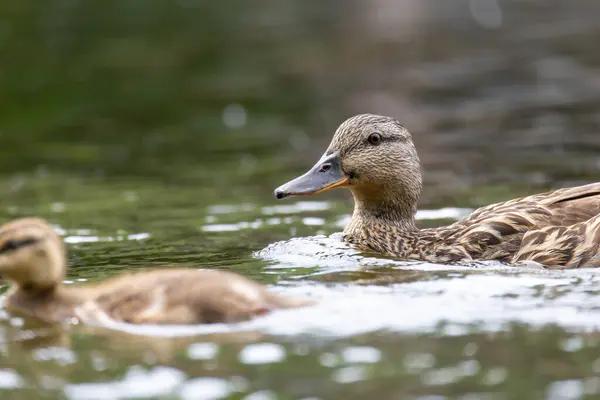 2025 gölündeki ördekler