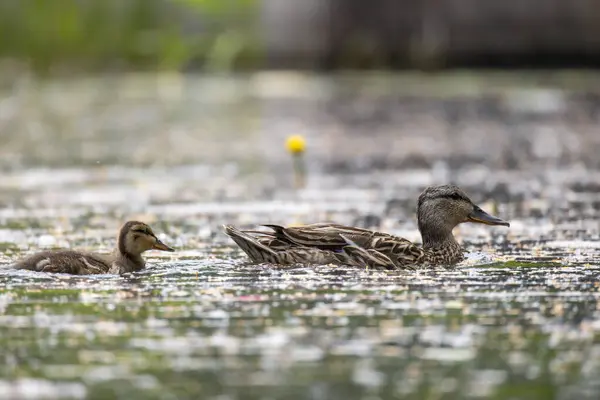 2025 gölündeki ördekler