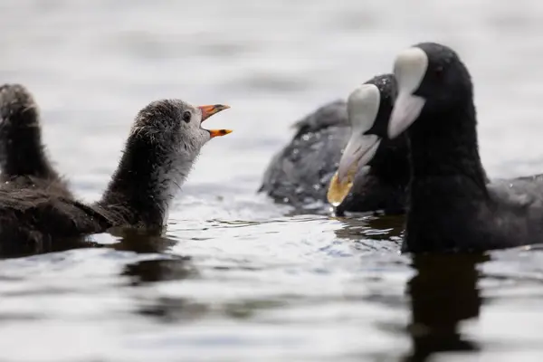 2025 gölündeki ördekler