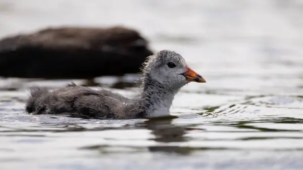 2025 gölündeki ördekler