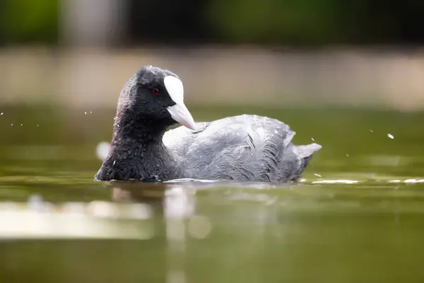 2025 gölündeki ördekler