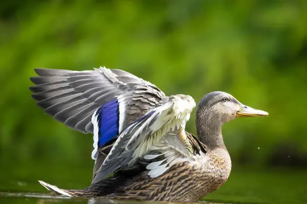 2025 gölündeki ördekler