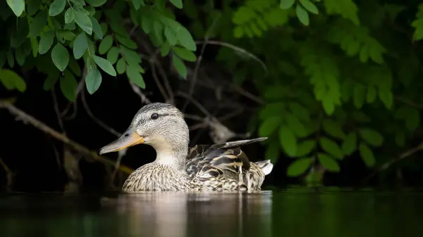 2025 gölündeki ördekler
