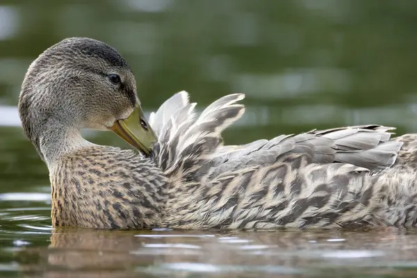 2025 gölündeki ördekler