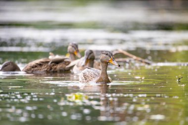 2025 gölündeki ördekler