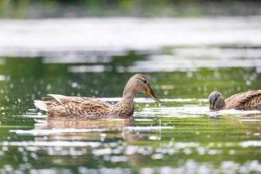 2025 gölündeki ördekler