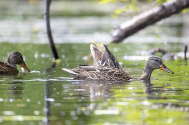 2025 gölündeki ördekler