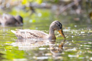 2025 gölündeki ördekler